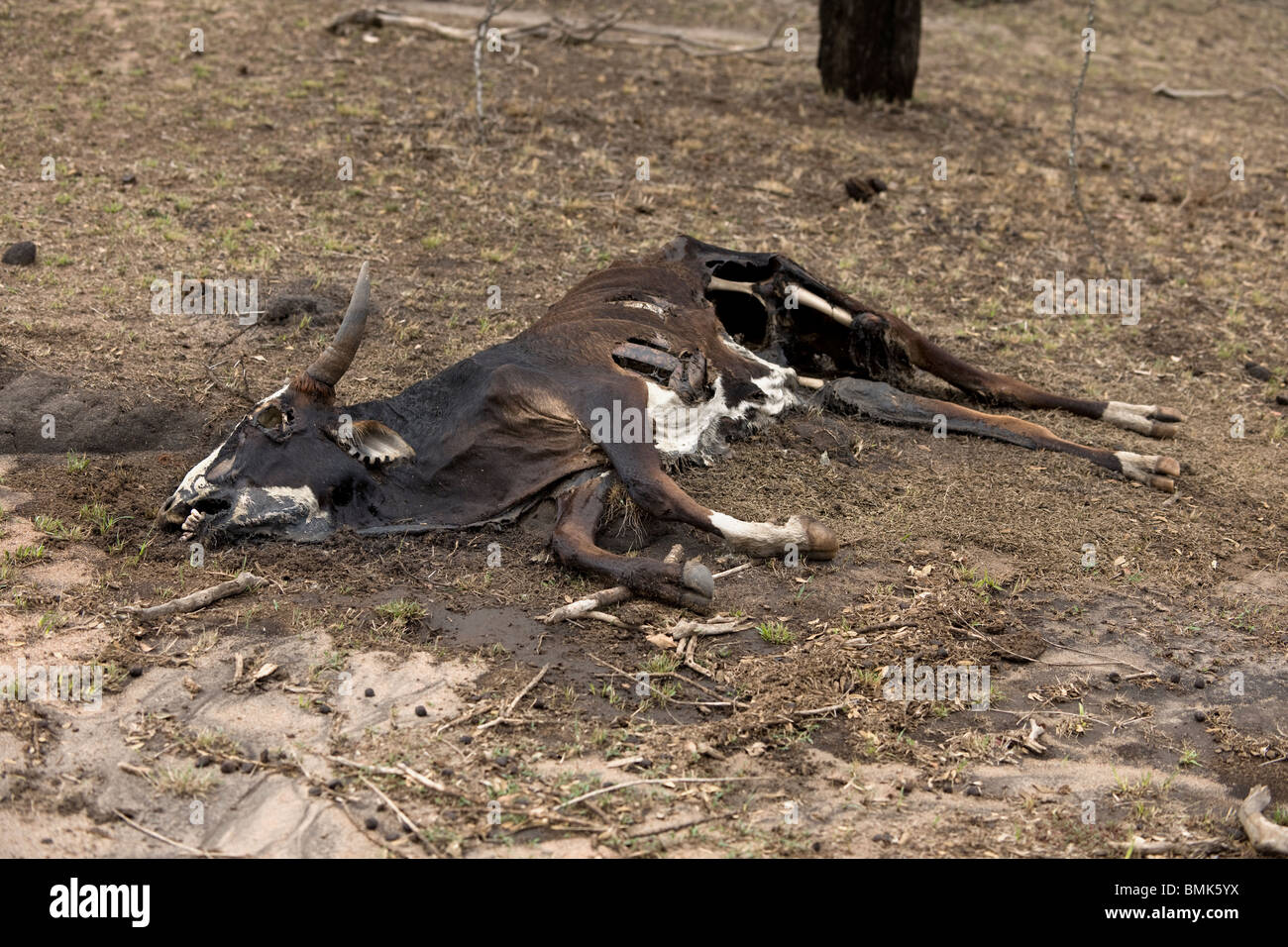 Vacche morte sul terreno, Tanzania Africa Foto Stock