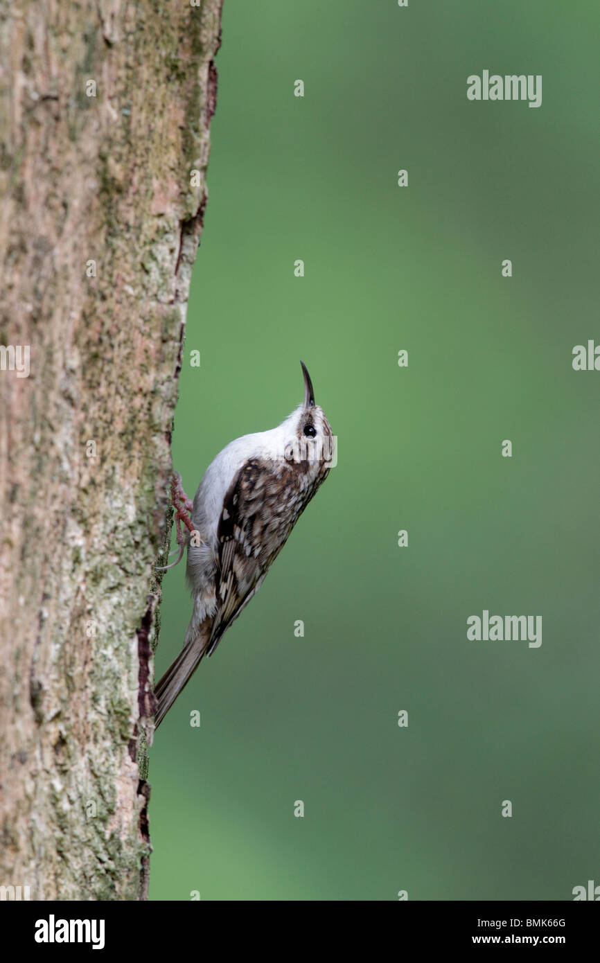 Rampichino alpestre, Certhia familiaris, singolo uccello su albero a nido ingresso, Midlands, Maggio 2010 Foto Stock