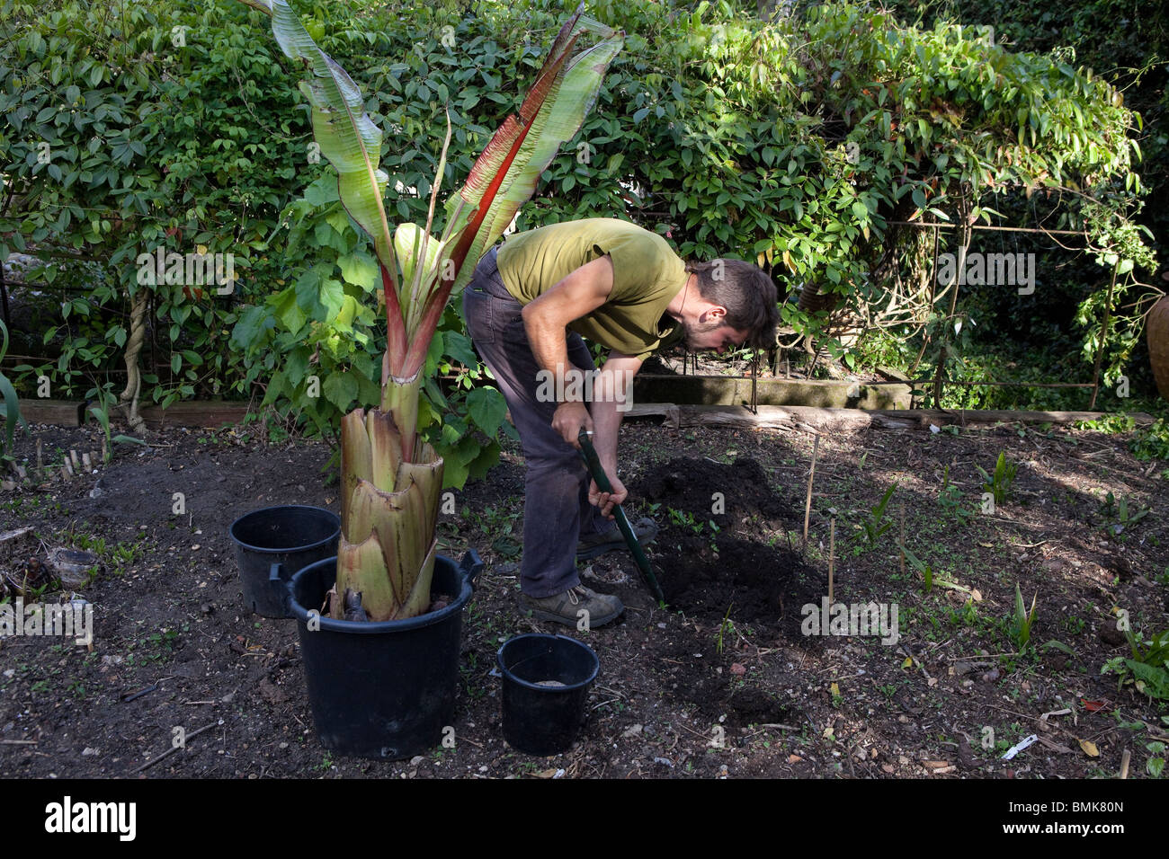 Giovane uomo di piantare un giovane Ensete Ventricosum banana Foto Stock