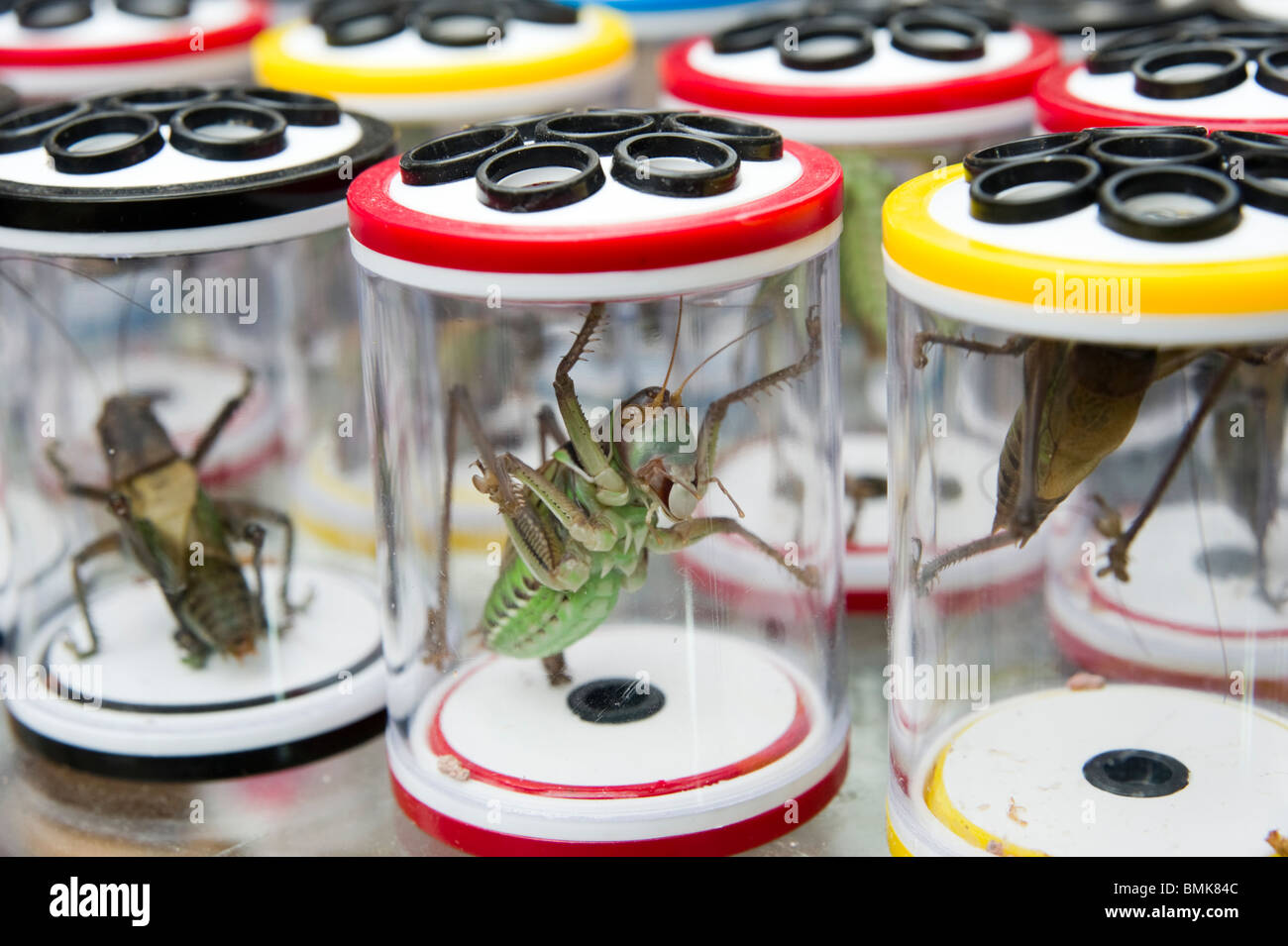 Live grilli per la vendita allo Shanghai Wangshang Bird e il mercato dei fiori sul Dongtai Road, Shanghai, Cina Foto Stock