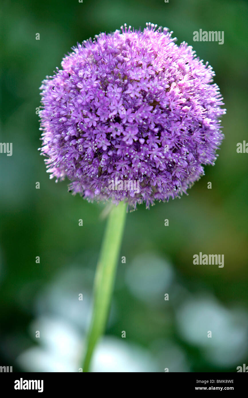 Allium Giganteum Foto Stock