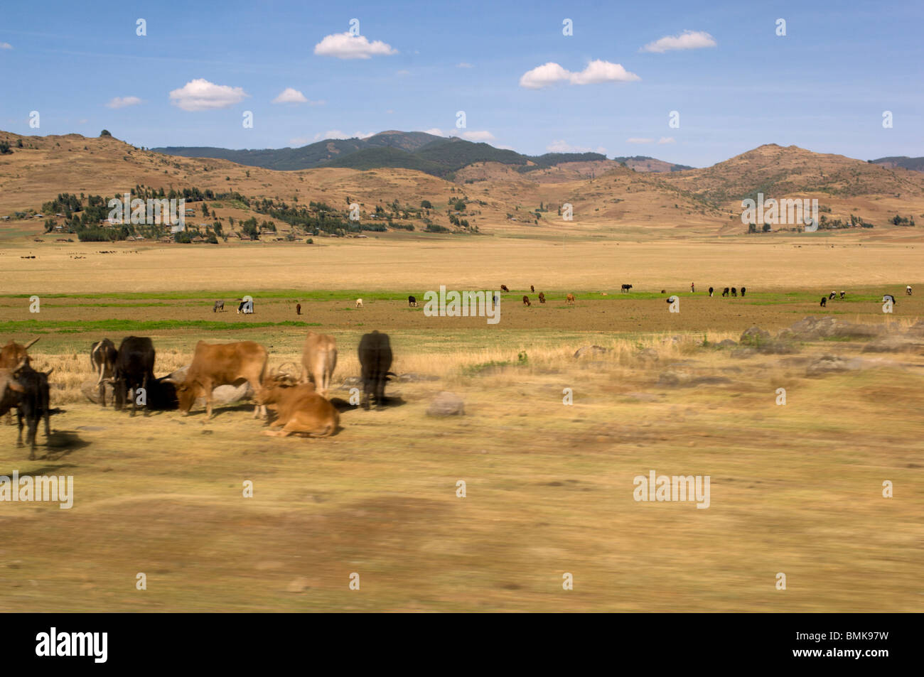 I bovini del paesaggio scattate da una vettura in movimento a nord di Addis Ababe, Etiopia. Foto Stock