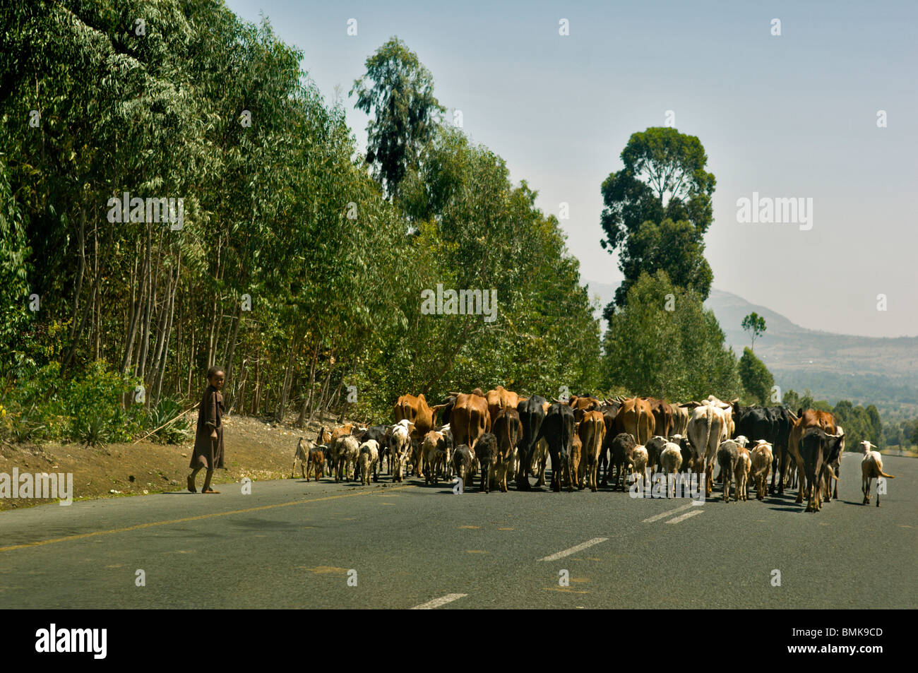 Un giovane ragazzo in una tunica marrone mandrie di una mandria di bovini verso il basso una strada principale asfaltata nella Rift Valley, Etiopia. Foto Stock