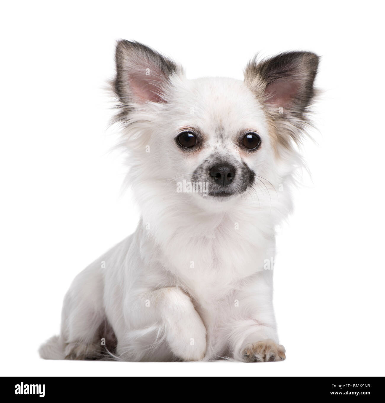 Ritratto di Chihuahua cucciolo, 1 anno di età, seduto di fronte a uno sfondo bianco Foto Stock