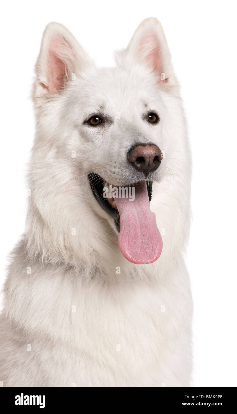 Close-up di Swiss cane pastore con la lingua di fuori, 3 anni, di fronte a uno sfondo bianco Foto Stock