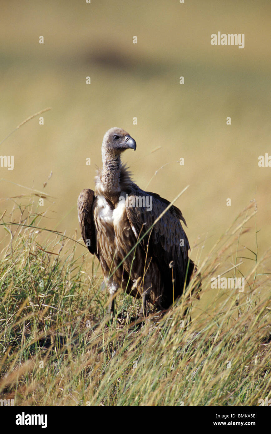 Africa, Kenia Masai Mara Game Reserve. White-Backed Vulture (Gyps bengalensis) Foto Stock