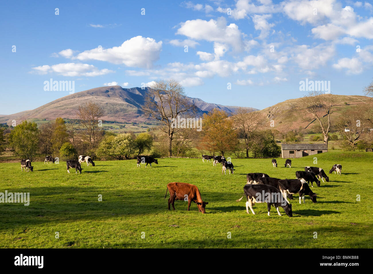 Mucche, allevamento di vacche da latte, in un campo e in un paesaggio nel Lake District, Inghilterra, Regno Unito con Blencathra alle spalle Foto Stock