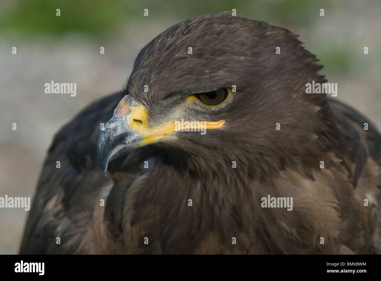 Steppa eagle (Aquila nipalensis) all'Suncar Falcon farm, Alma Ata, Kazakistan Foto Stock