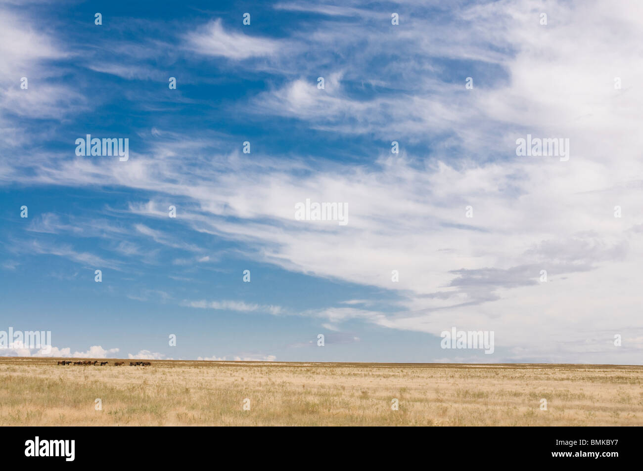 Azienda agricola nella steppa. Das Tamagaly, Kazakistan Foto Stock