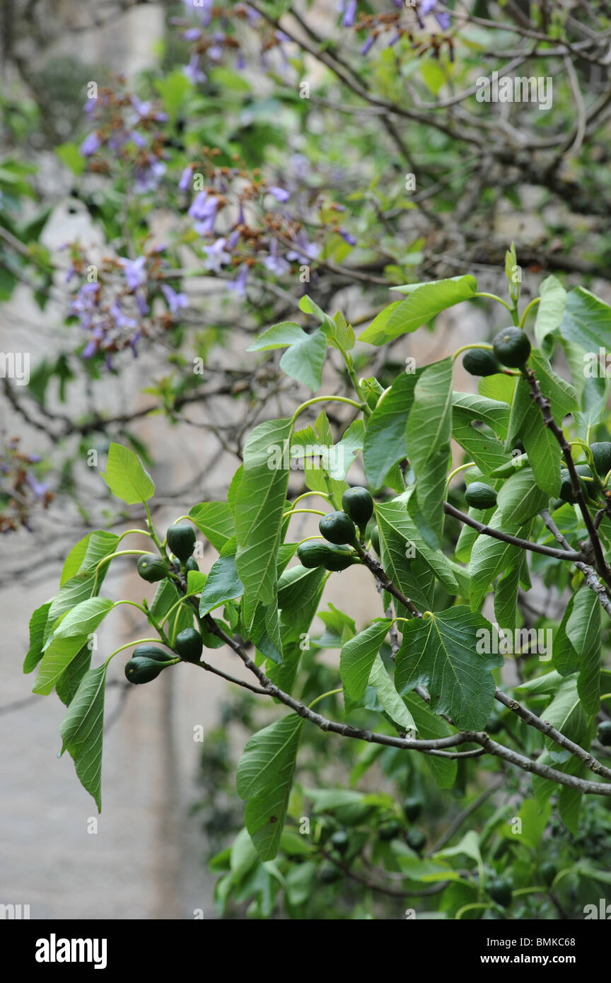 Fichi sul comune fig tree, Menorca, Spagna Foto Stock