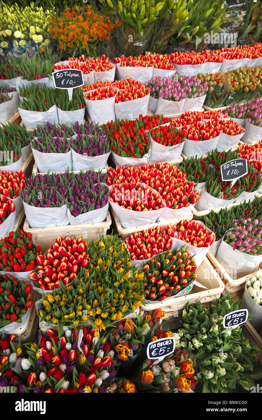 I tulipani in vendita presso il mercato dei fiori di Amsterdam, Olanda. Foto Stock