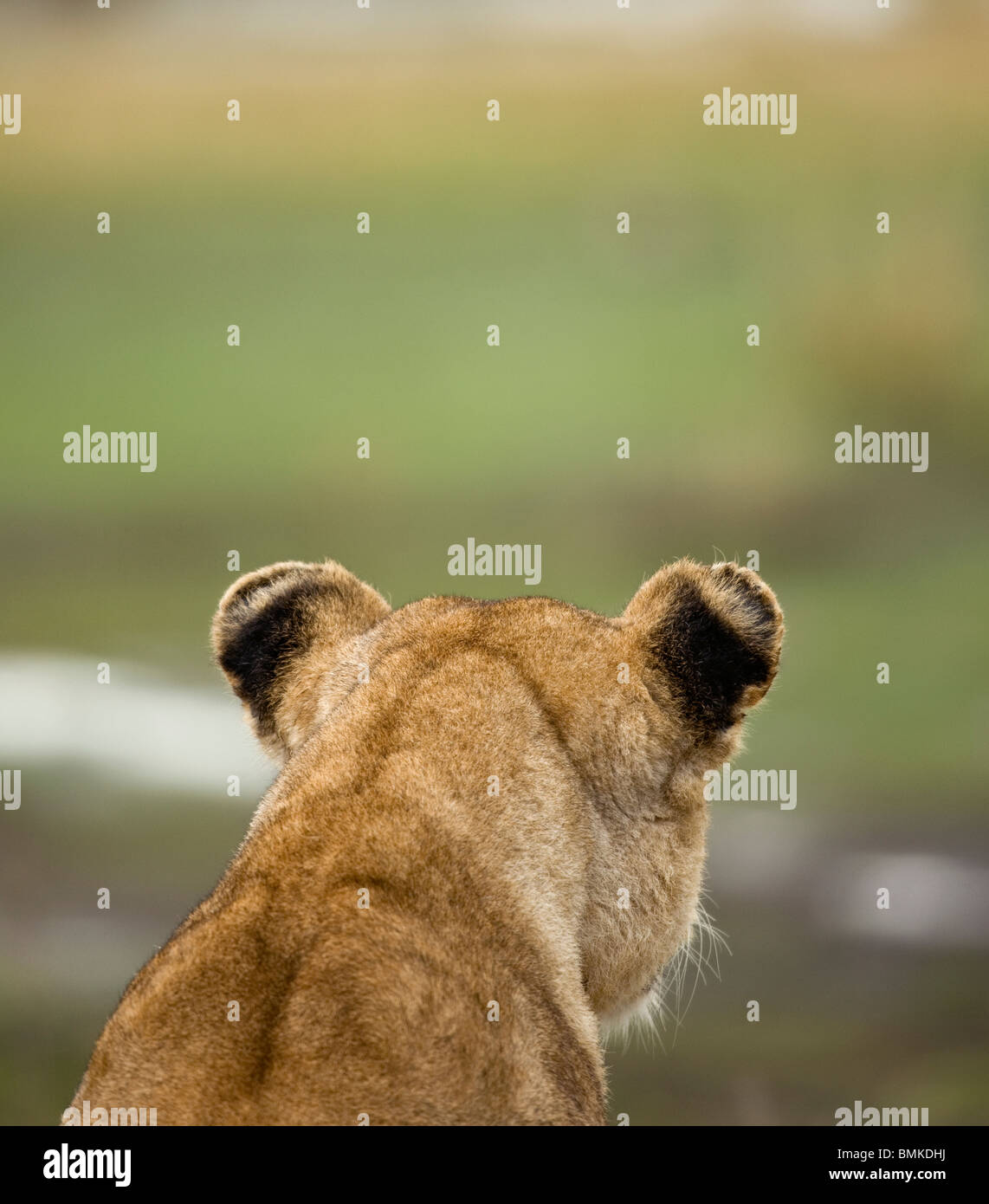 Close-up vista posteriore della leonessa nel Serengeti National Park Serengeti, Tanzania Africa Foto Stock