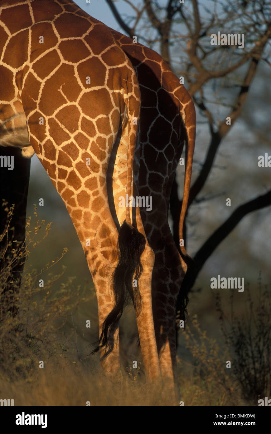 Africa, Kenya, Samburu riserva nazionale, Close-up dettaglio del reticolato (giraffa camelopardalis Giraffa) la coda al tramonto Foto Stock