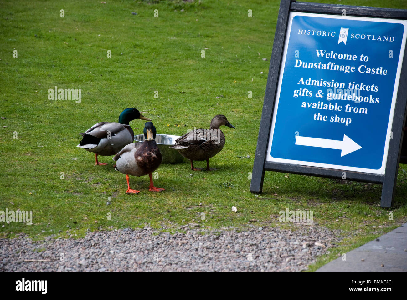 Le anatre bastarde gustando un drink Foto Stock