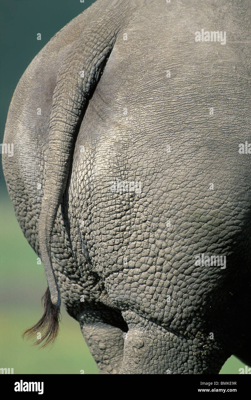 Africa, Kenya, Lake Nakuru National Park, Close-up dettaglio della coda del rinoceronte bianco (Cerototherium simun) lungo il lago Nakuru Foto Stock