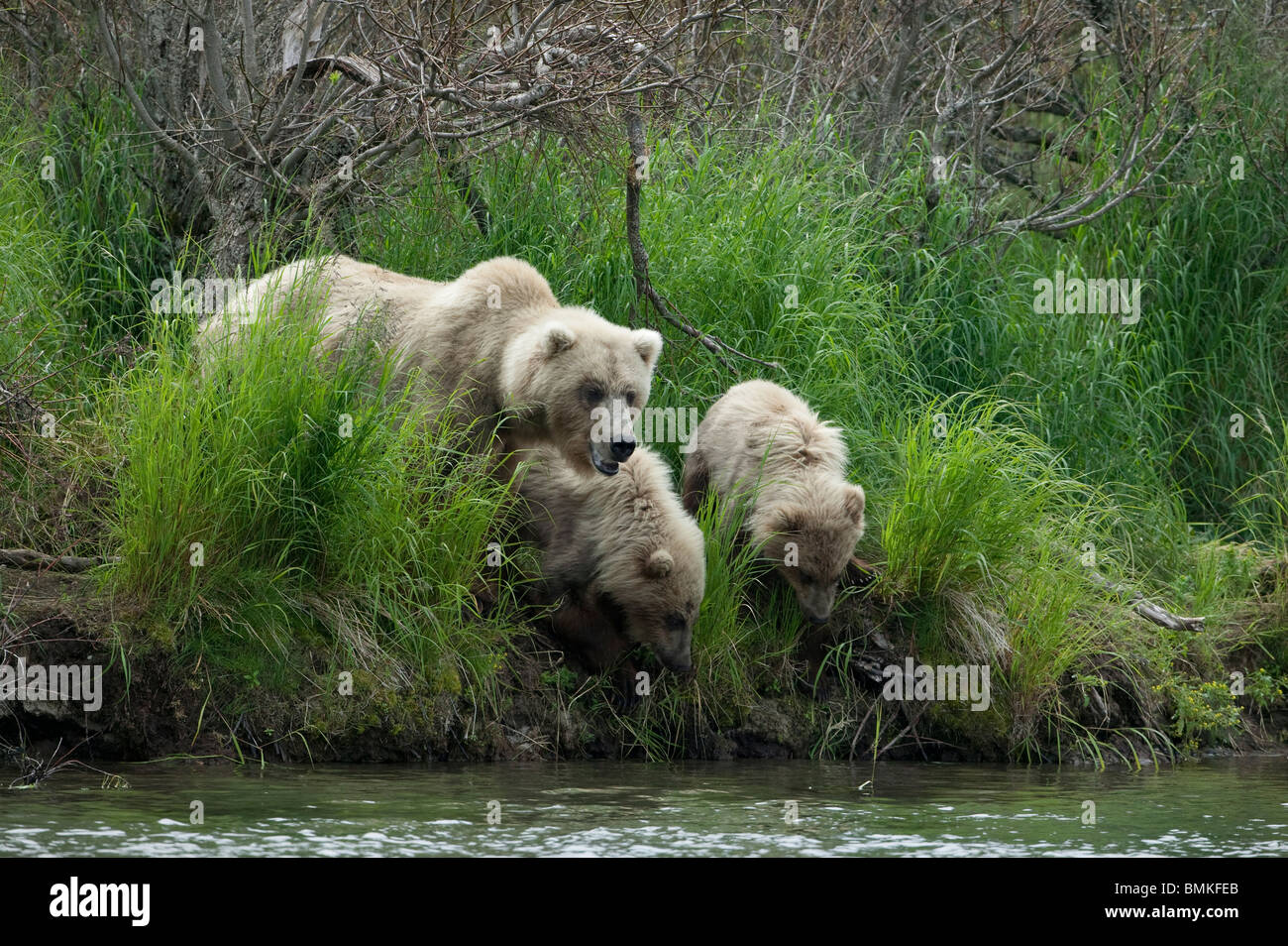 Orso bruno madre e twin cubs, Katmai National Park, Alaska Foto Stock