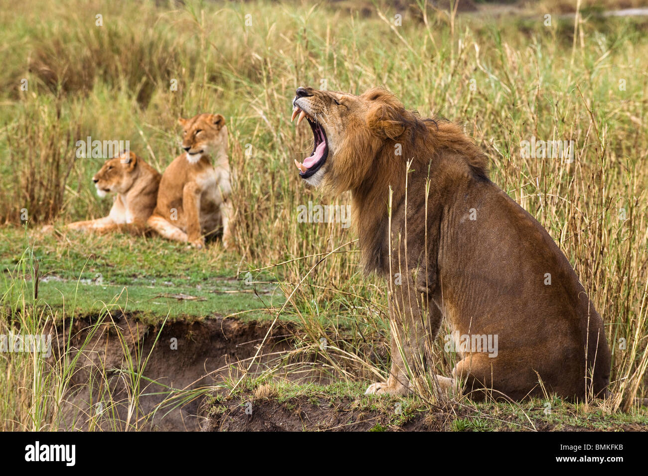 Lion per adulti a sbadigliare e a due leonesse in background, Serengeti National Park Serengeti, Tanzania Africa Foto Stock