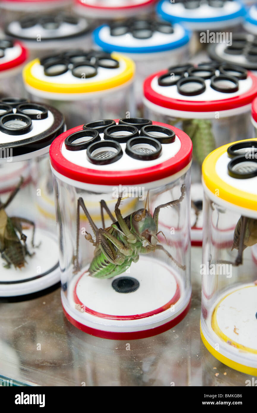 Live grilli per la vendita allo Shanghai Wangshang Bird e il mercato dei fiori sul Dongtai Road, Shanghai, Cina Foto Stock