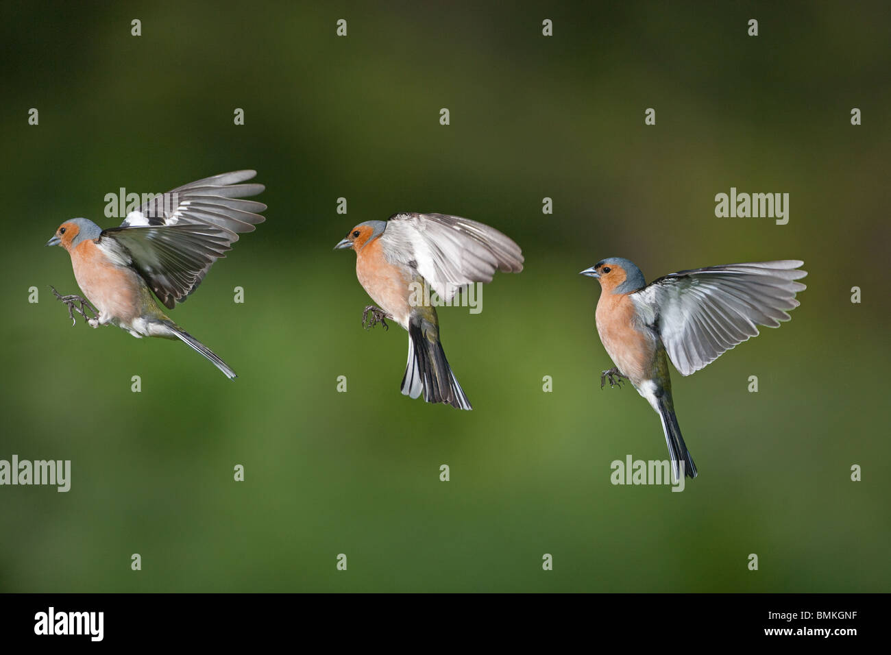 Un maschio di fringuello Fringilla coelebs in volo di una sequenza di tre scatti Foto Stock