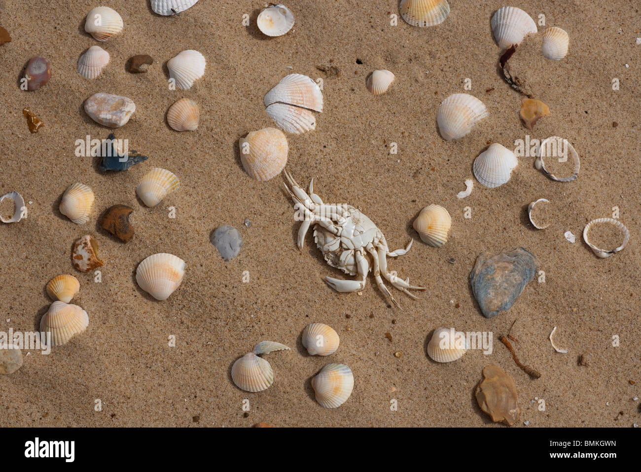 Shore Crab Carcinus maenas scheletro e gusci Norfolk Foto Stock