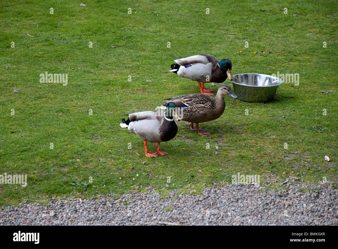 Le anatre bastarde gustando un drink Foto Stock