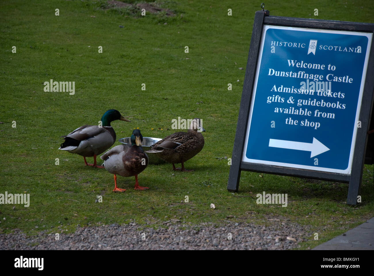 Le anatre bastarde gustando un drink presso il castello di Dunstaffnage Foto Stock