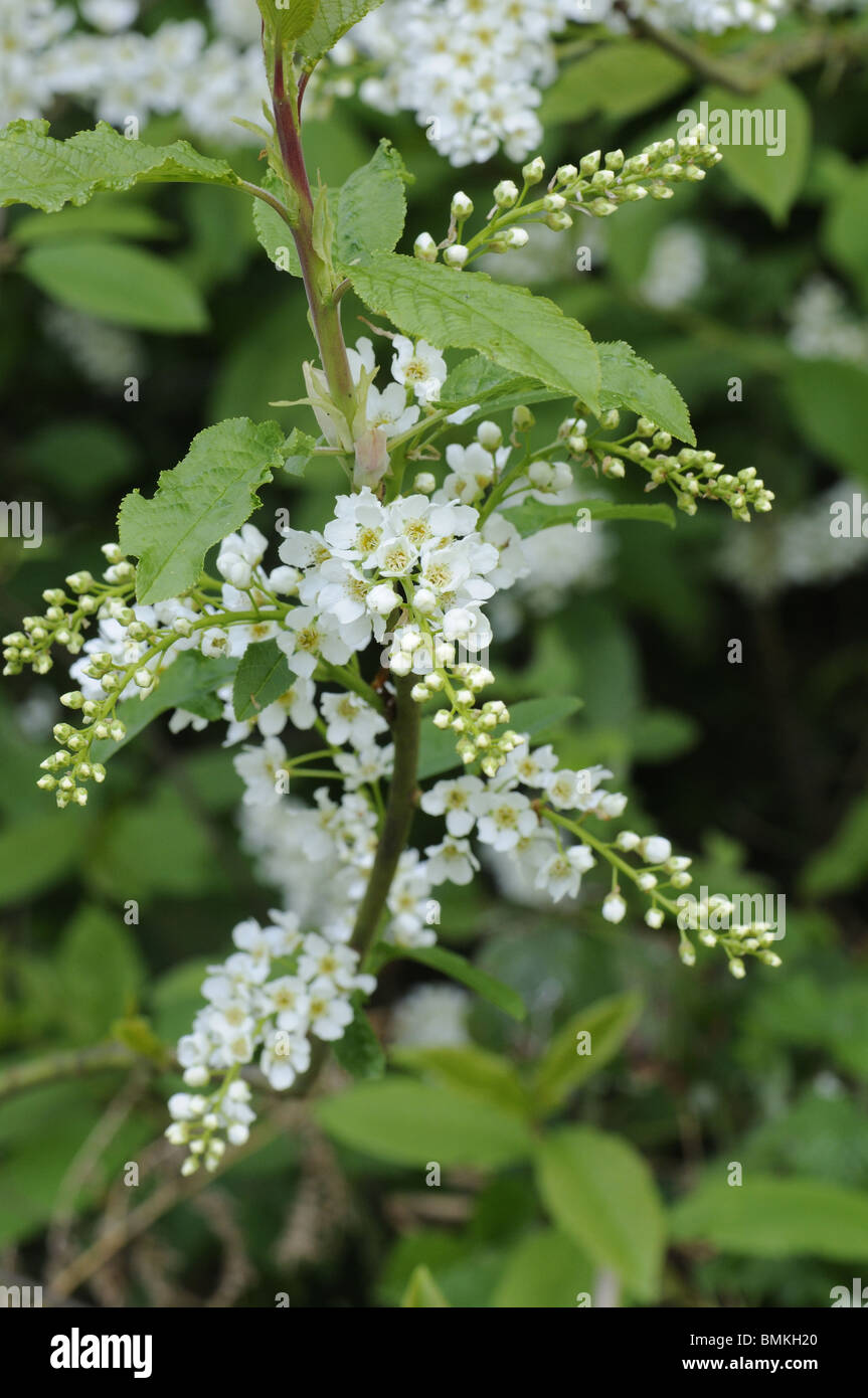 Bird Ciliegio (Prunus padus), fiori in piena fioritura, crescendo in antichi boschi, UK, Thursford legno, NWT, Norfolk, Regno Unito, maggio Foto Stock