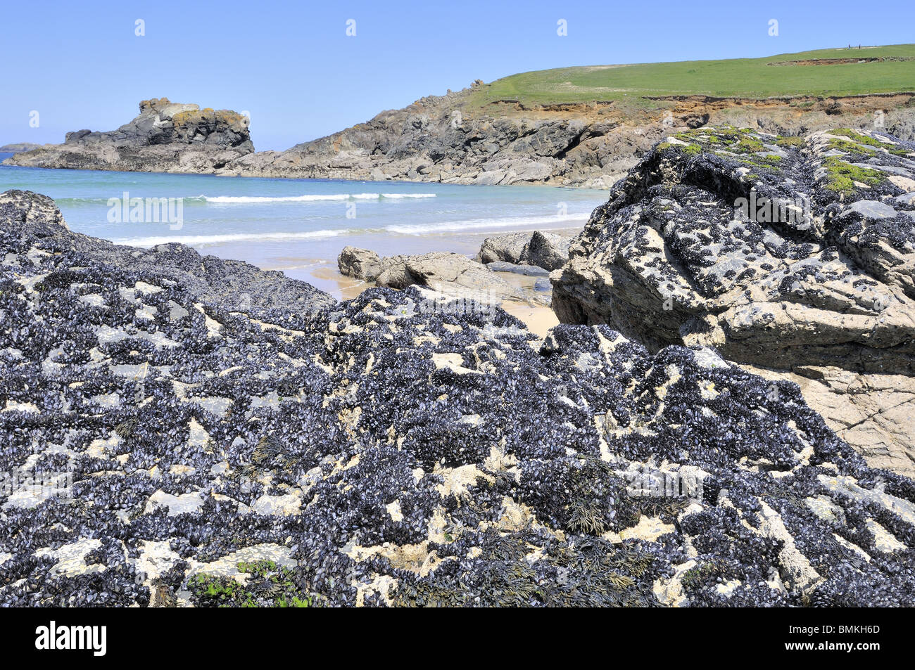 Comune di Mitili (Mytilus edulis) attaccato alle rocce, North Cornwall, Regno Unito, maggio Foto Stock