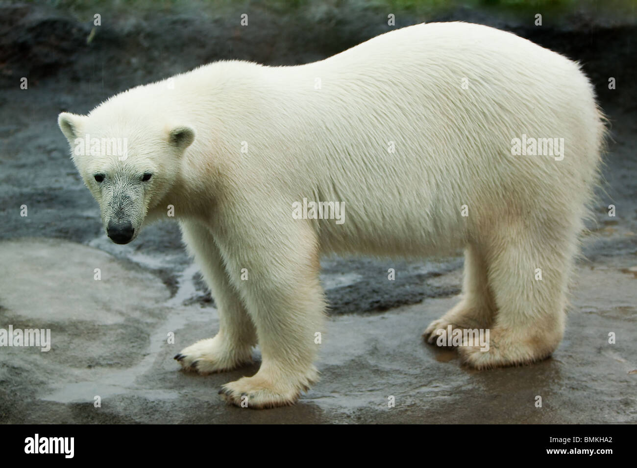 Un grosso orso polare attorno a piedi su una grande roccia formazione Foto Stock