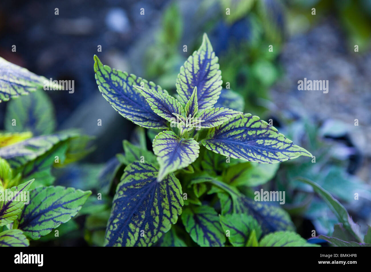 Il verde e il blu Coleus solenostemon Foto Stock