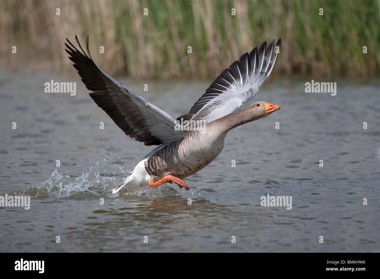 Graylag Goose Anser anser singolo uccello tenuto fuori dal lago Foto Stock