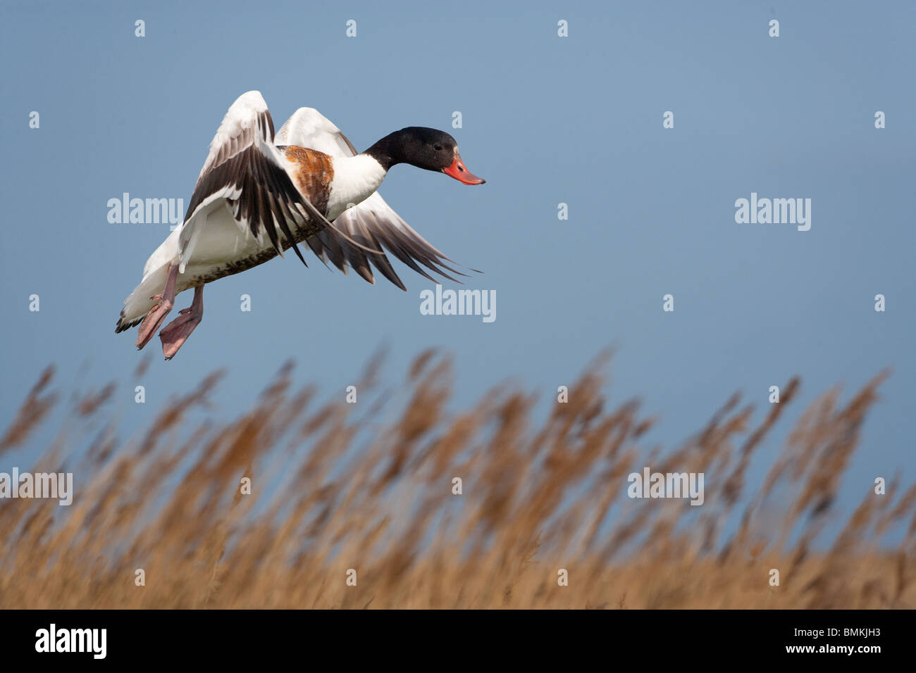 Shelduck Tadorna tadorna in volo a Cley Norfolk Foto Stock