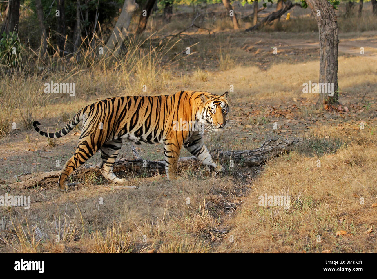 Una tigre maschio a piedi nella giungla di Bandhavgarh National Park, India Foto Stock