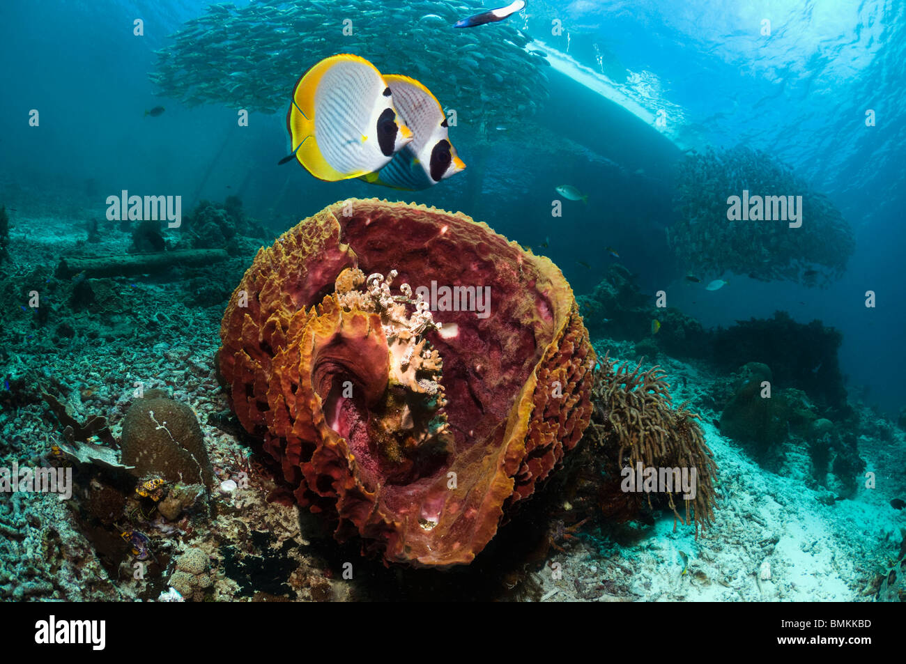 Il Bennett's butterflyfish nuoto su Coral reef con coralli molli. Mare delle Andamane, Thailandia. Foto Stock