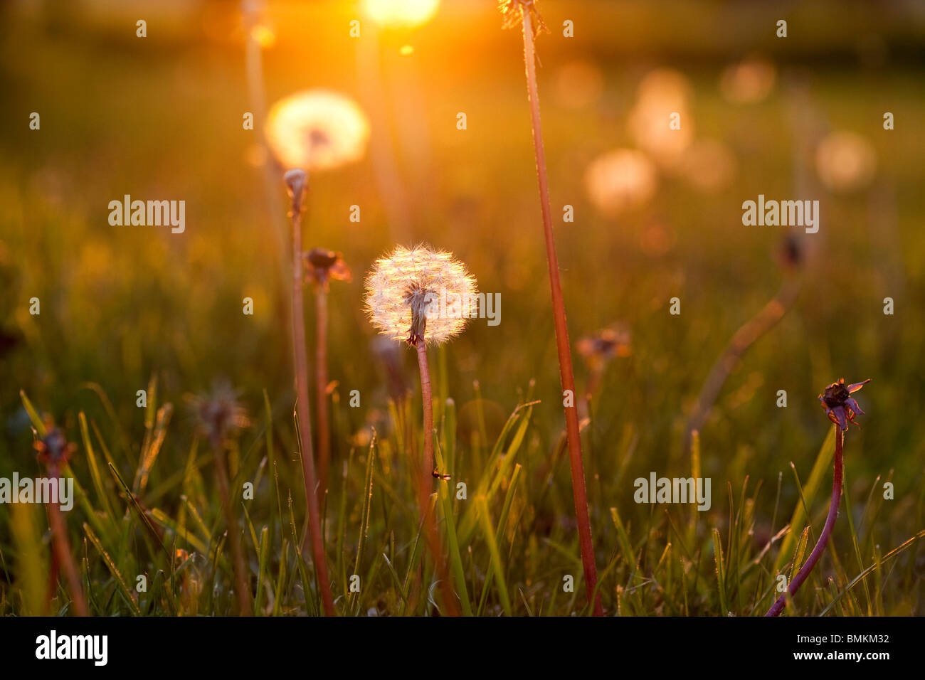 Tarassaco seedheads che cresce in un campo Foto Stock