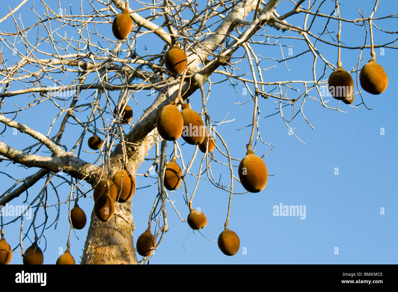 Madagascar, Mangily. Frutti di baobab a riserva Reniala Foto Stock