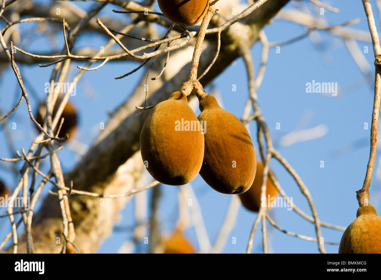 Madagascar, Mangily. Frutti di baobab a riserva Reniala Foto Stock