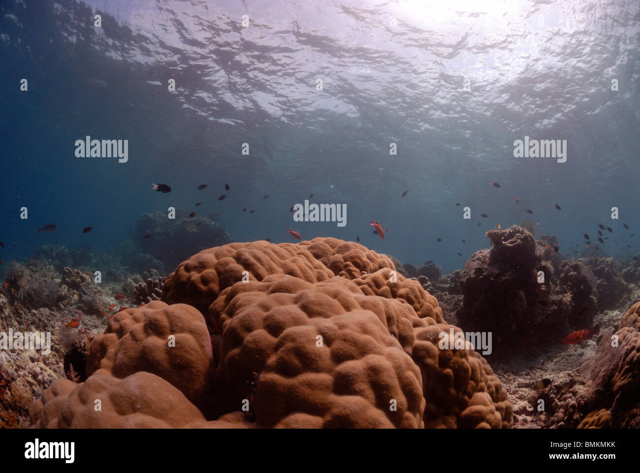 Coralli duri, lobo ( Corallo Porites lobata ), Sipadan, Sabah, Malesia, Borneo, sud-est asiatico Foto Stock
