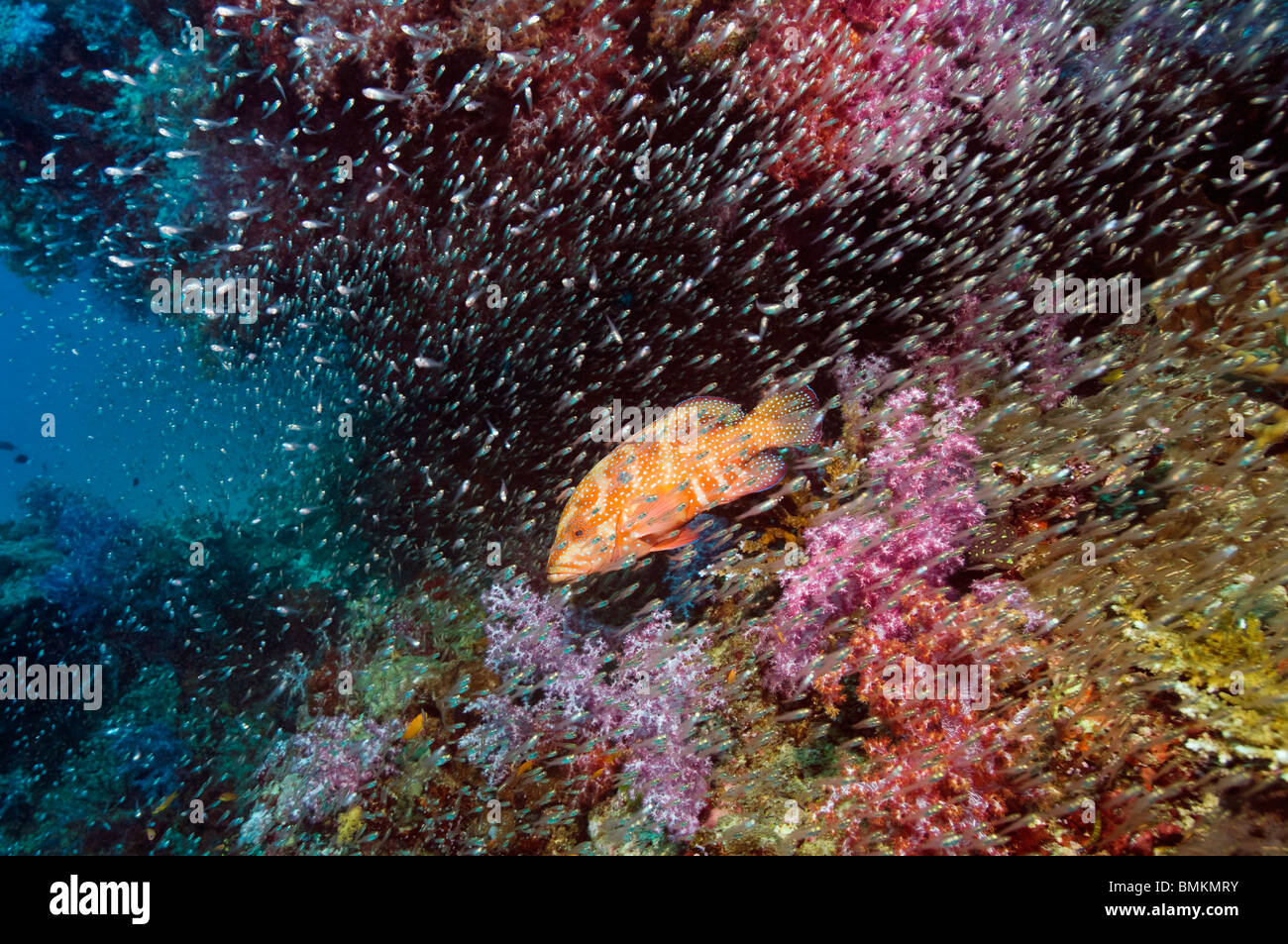 Coral hind con scuola di spazzatrici e coralli molli, sul Mare delle Andamane, Thailandia. Foto Stock