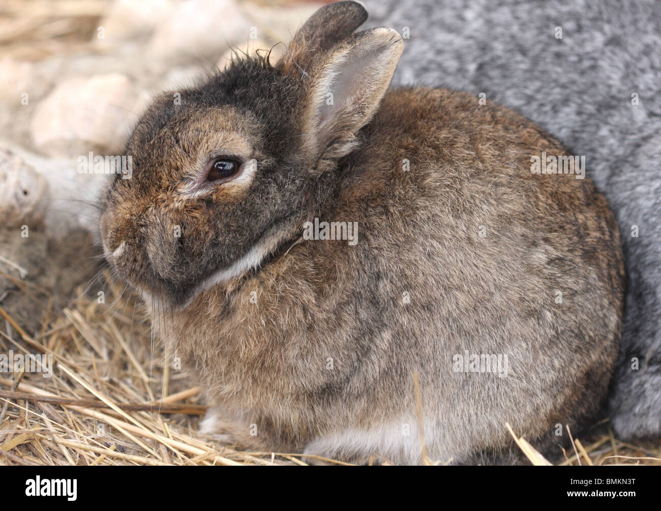 Carino piccolo bunny Foto Stock