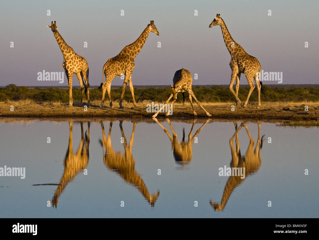 Giraffe al foro per l'acqua, riflessa nell'acqua, Etosha Pan, Namibia Foto Stock