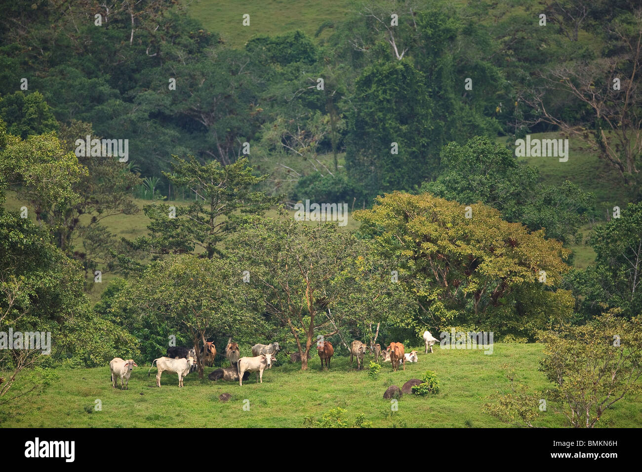 Bestiame in belle terre agricole vicino a Coclisto nella provincia di Culle, Repubblica di Panama. Foto Stock
