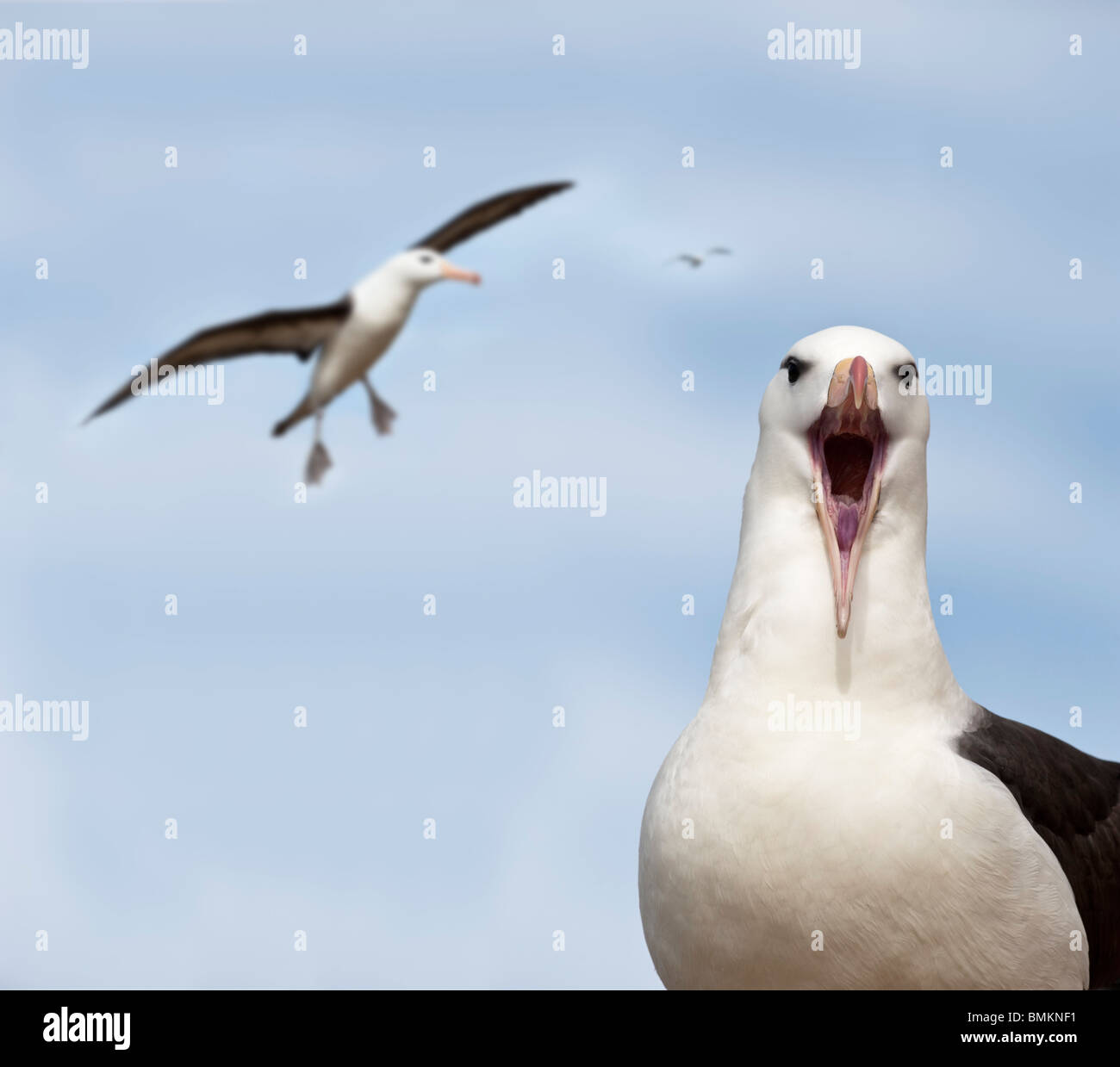Nero-browed Albatross a colonia di allevamento. Saunders Island, Isole Falkland, Atlantico del Sud. Foto Stock