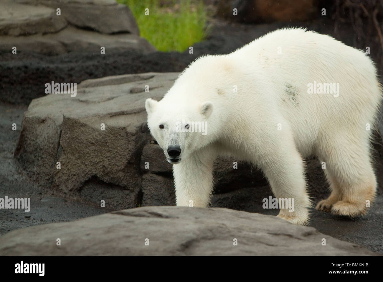 Un grosso orso polare attorno a piedi su una grande roccia formazione Foto Stock