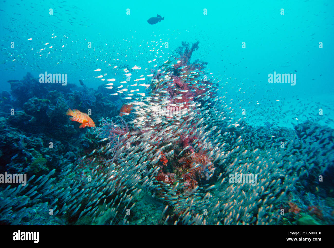 Panorama Reef con coralli molli, un corallo hind e una scuola di spazzatrici pigmeo. Mare delle Andamane, Thailandia. Foto Stock