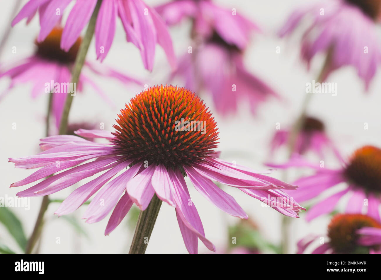 Calgary, Alberta, Canada; Echinacea (Echinacea pallida) Fiori Foto Stock