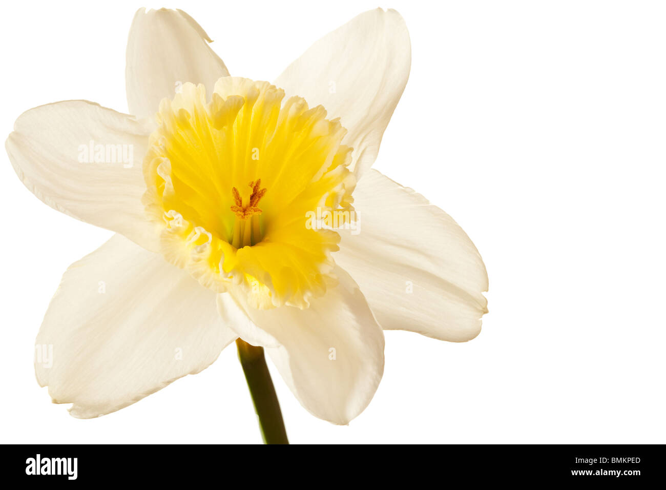 Molla bianco Daffodil fiore isolato su sfondo bianco Foto Stock