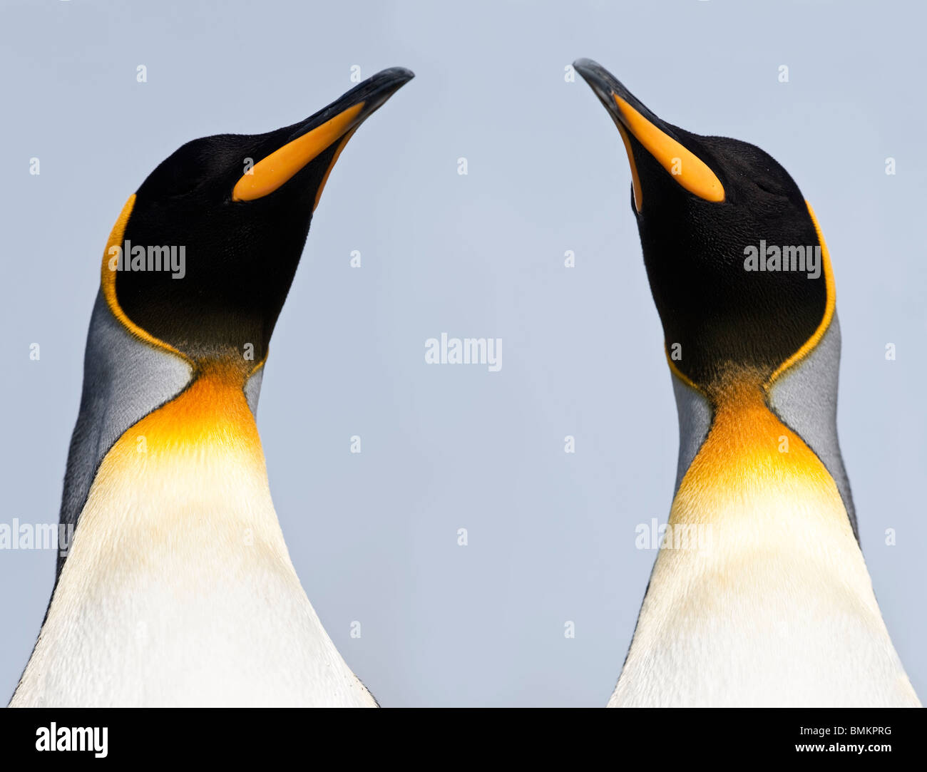 Re i pinguini. Salisbury Plain, Georgia del Sud. Foto Stock