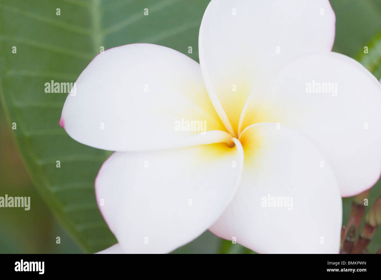 Fiore tropicale, Maui, Hawaii, Stati Uniti d'America Foto Stock