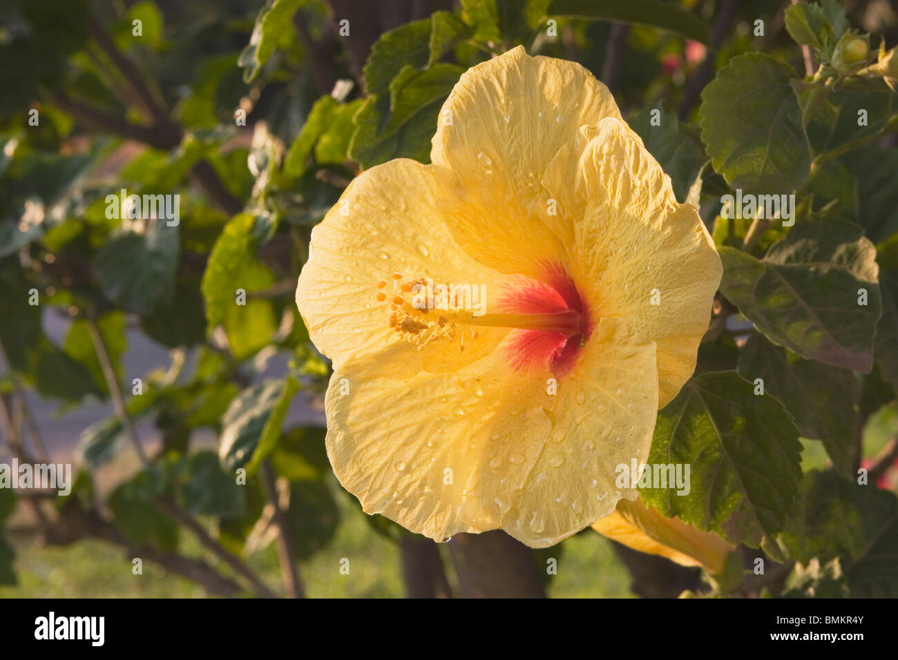 Fiore tropicale, Maui, Hawaii, Stati Uniti d'America Foto Stock